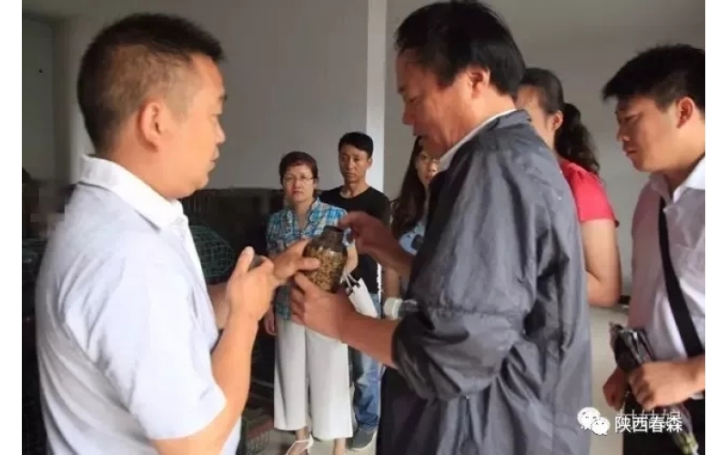 步長制藥蒞臨西鄉(xiāng)縣食用菌研究所考察蜜環(huán)菌菌種